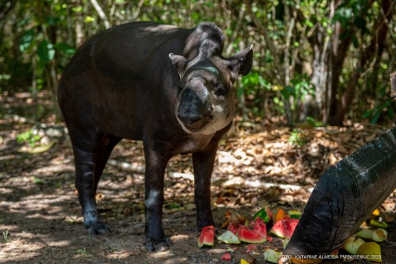 Bosque dos Papagaios recibe a un tapir en un espacio adaptado para su hogar