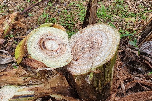 Pesquisa da Embrapa orienta produtores de Roraima no controle ao Moko da Bananeira